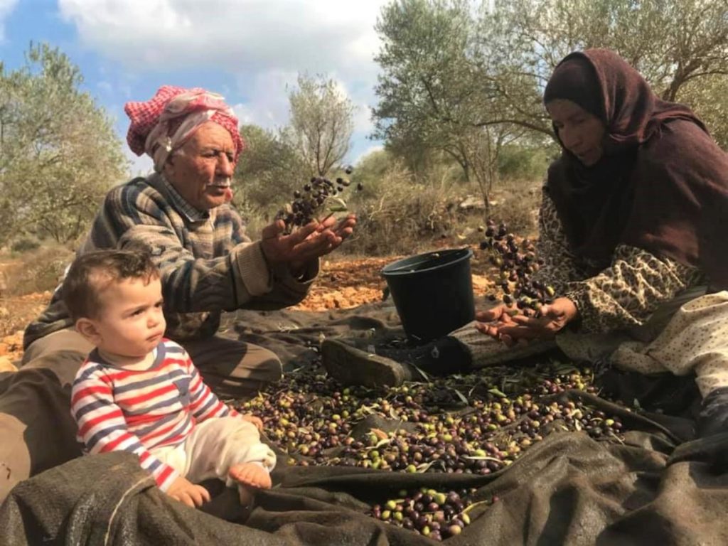 Collecting olives