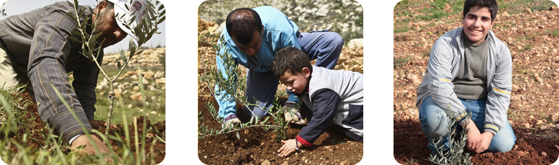 Zaytoun plant a tree images